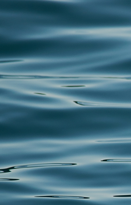 Alpha Whale real-time trading alerts and notifications